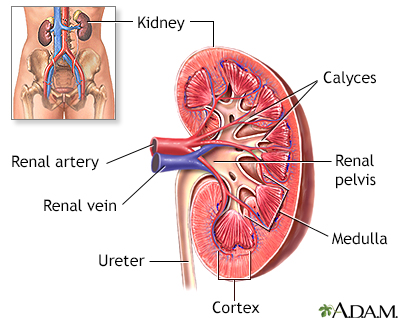 Transplant information